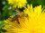 Phấn hoa giúp tăng cân và khôi phục sức khỏe nhanh sau khi bệnh
